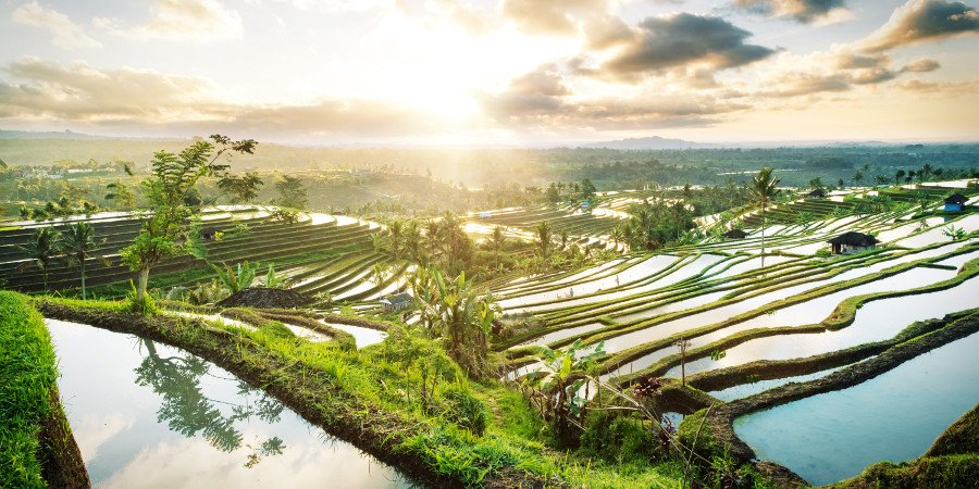 Terrazzamenti di riso a Bali