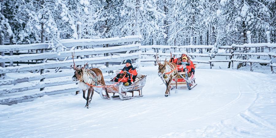 Le renne di Babbo Natale a Rovaniemi