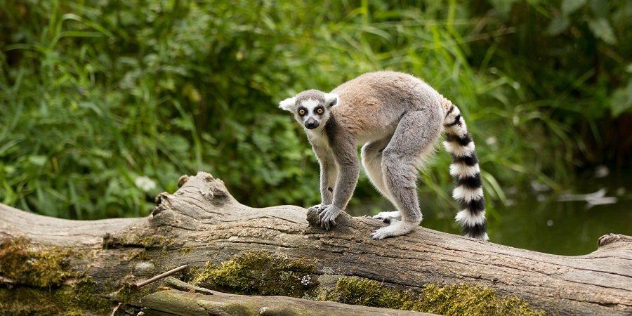 I famosi lemuri del madagascar